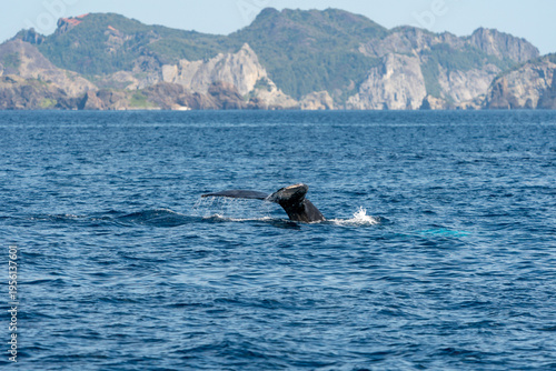 ザトウクジラ　小笠原