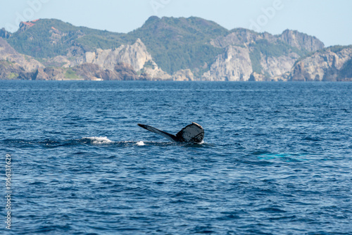 ザトウクジラ　小笠原