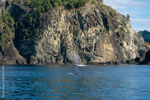 ザトウクジラ　小笠原