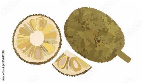 Watercolor Jackfruit Vector Illustration Clipart of Whole and Cut Tropical Fruit
