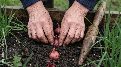 Elderly hands planting shallots in garden soil with tools nearby  