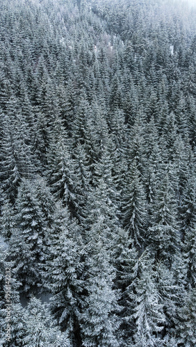 View of the coniferous forest in the snow and in the cold from a height
