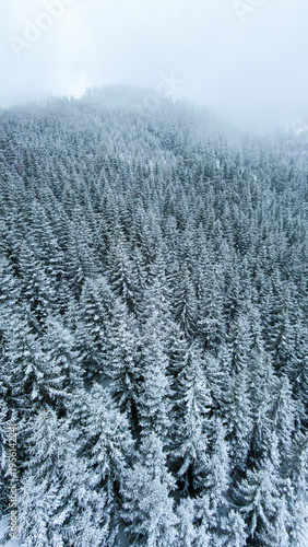 View of the coniferous forest in the snow and in the cold from a height