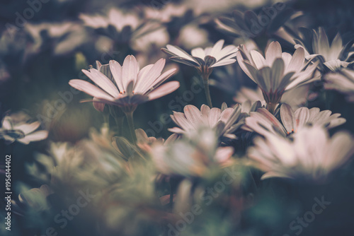 Obraz na plátně Vintage Garden Scene of Delicate Flowers