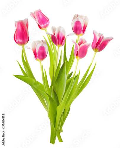 Close up of bouquet of colorful tulips isolated on transparent background