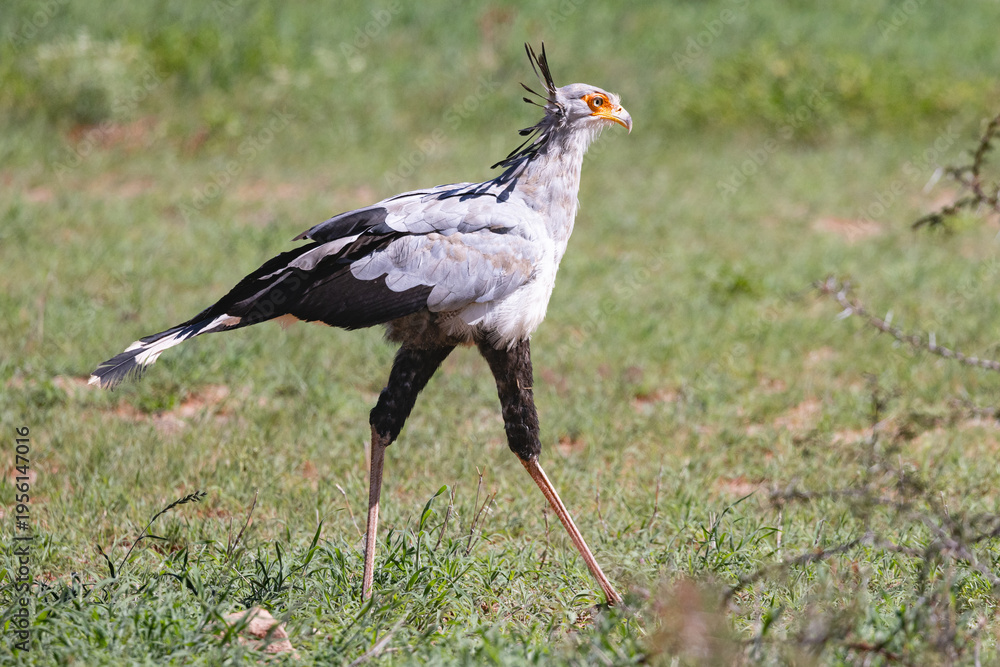 Fototapeta premium Secretary bird in (Sekretarisvoël) (Sagittarius serpentarius) in the Kgalagadi Transfrontier Park, South Africa, Botswana near Twee Rivieren