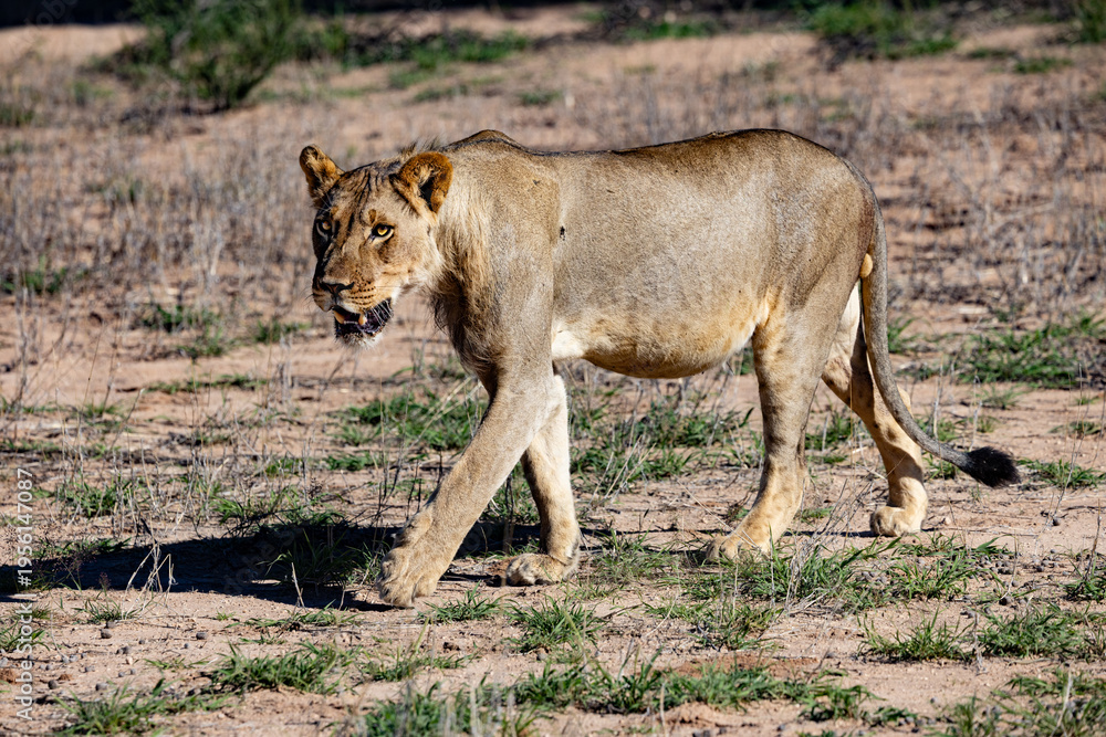Naklejka premium Lioness (Panthera leo) near Berg-en-Dal in the Kgalagadi Transfrontier Park, South Africa, Botswana near Kamqua and Urikaruus