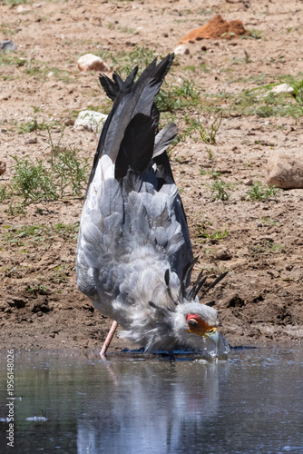 Secretary bird in (Sekretarisvoël) (Sagittarius serpentarius) drinking in the Kgalagadi Transfrontier Park, South Africa, Botswana near Twee Rivieren