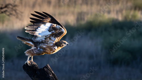 Foto Common (Steppe) buzzard (Buteo vulpinus) (Bruinjakkalsvoël) taking flight from a dead tree stump in the Kgalagadi Transfrontier Park, South Africa, Botswana near Twee Rivieren in the Nossob riverbed