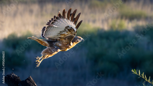 Common (Steppe) buzzard (Buteo vulpinus) (Bruinjakkalsvoël) taking flight from a dead tree stump in the Kgalagadi Transfrontier Park, South Africa, Botswana near Twee Rivieren in the Nossob riverbed.