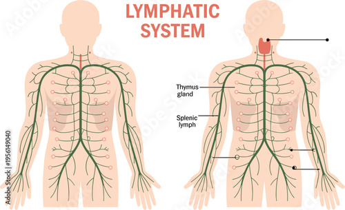 Human skeletal system anatomical vector illustration featuring full body skeleton with skull rib cage spine and joint bones.