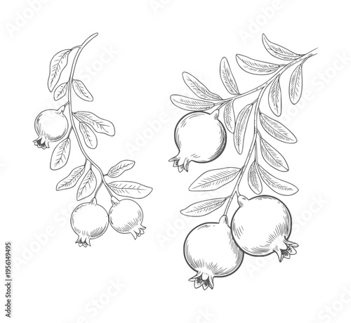 Black and white line of pomegranate branches with fruit and leaves