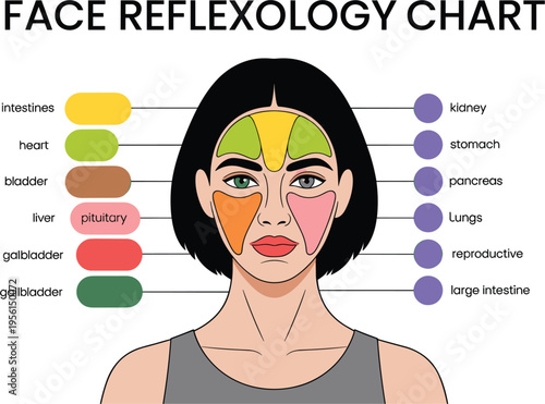 Face reflexology and organ mapping chart vector illustration showing connections between facial zones and internal organs for wellness education.