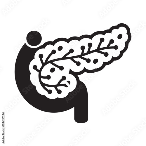 Diagram of the human pancreas showing its shape and internal structure
