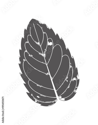 Dark gray leaf silhouette with white veins and jagged edges
