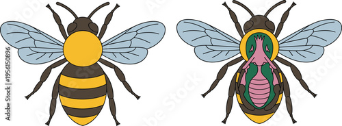 Cross section diagram of human skin layers including epidermis dermis hypodermis hair follicle and sweat gland for dermatology education.