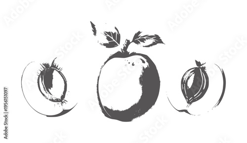 Watercolor apricot and halves with leaves white fruit food healthy organic