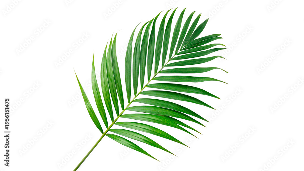 Fototapeta premium Green palm leaf , tropical foliage cutout for summer design and exotic vacation themes PNG isolated on transparent background
