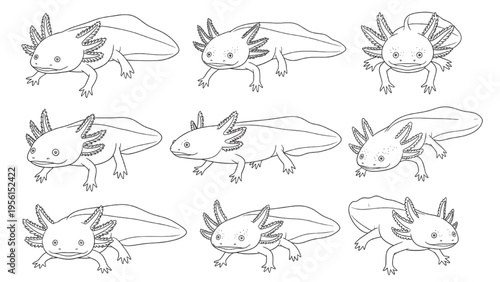 Captivating line art illustrations of axolotls in various dynamic poses, showcasing the unique aquatic salamander's charm and movement