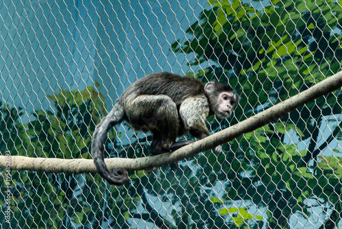 Canvas Print cute monkey claw in the tree