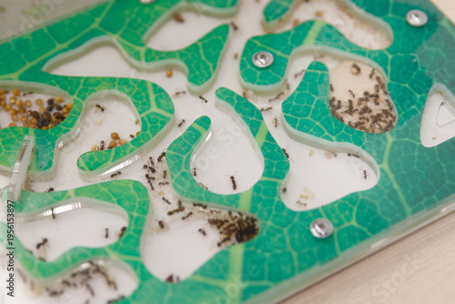 An ant farm as a pet. insects scurry about and working.
