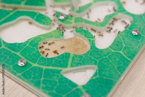 An ant farm as a pet. insects scurry about and working.
