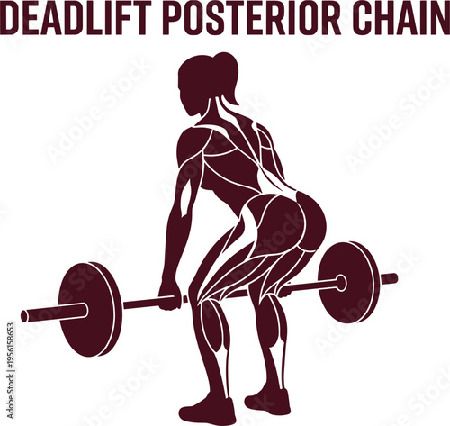 Female Deadlift Posterior Chain Anatomy Illustration
