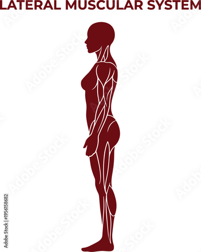 Lateral View Human Muscular System Anatomy Silhouette