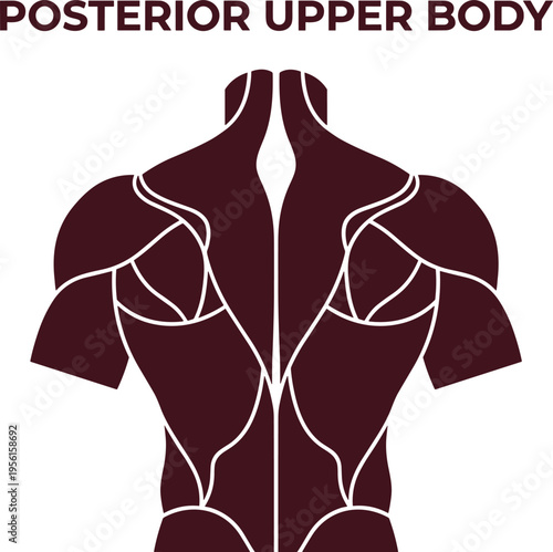 Posterior Upper Body Muscle Anatomy Illustration