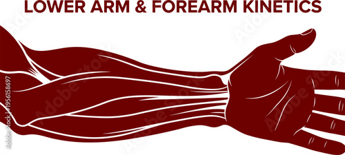Lower Arm and Forearm Muscle Kinetics Illustration