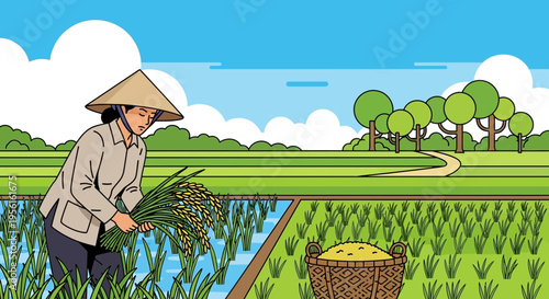 Asian farmer harvesting rice in a paddy field.
