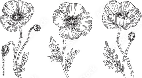 Poppy flower botanical drawing set with wild blossoms and buds in fine line engraved sketching style. Vector illustration