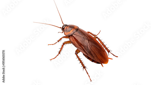 Cuadro en lienzo Common cockroach moving PNG isolated on transparent background