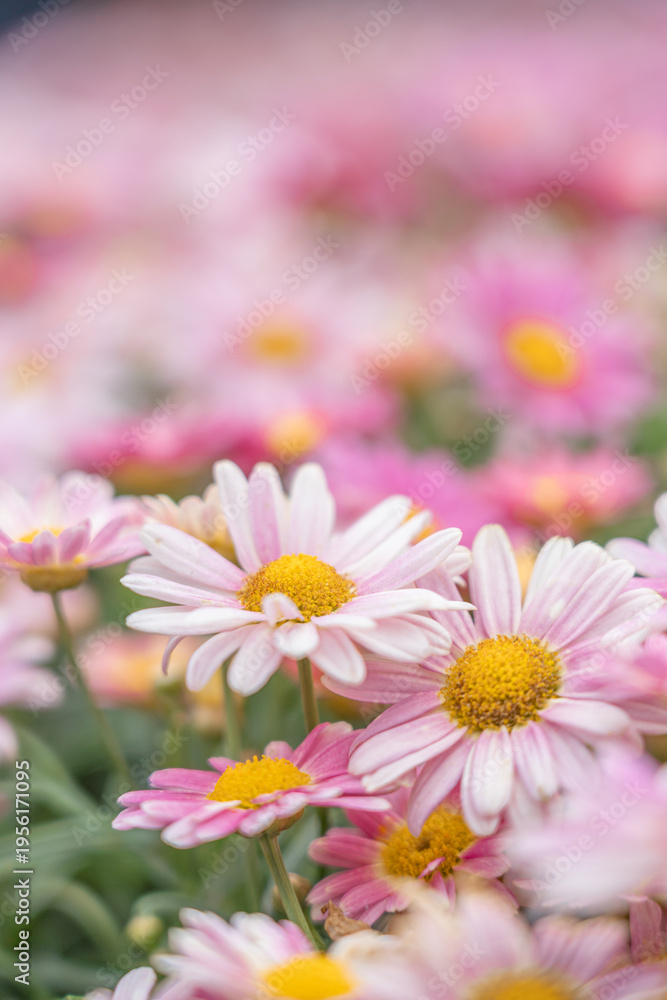 Fototapeta premium Daisy Bloom