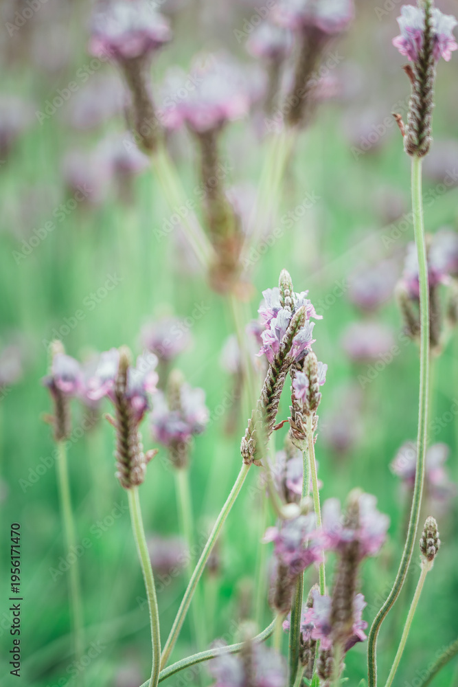 Fototapeta premium Lavender Field