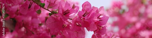 Vibrant pink bougainvillea blooms in sunlit garden
