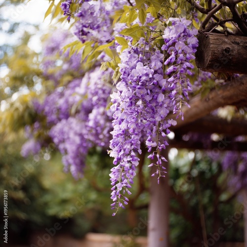 Vibrant purple wisteria blooms in lush garden setting