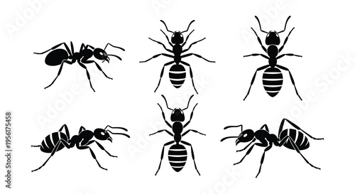 Black silhouettes of various ant species arranged on a white background