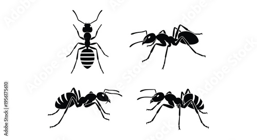 Black silhouettes of various ant species arranged on a white background