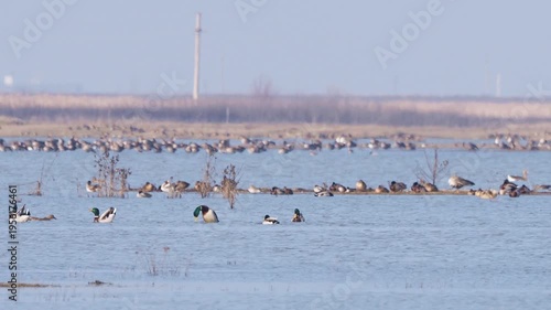 Male mallards (Anas platyrhynchos) swimming in formation during breeding season in early spring