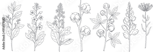 Collection of hand-drawn botanical sprigs and branches, sketchy illustrations for elegant design, botanical sprig
