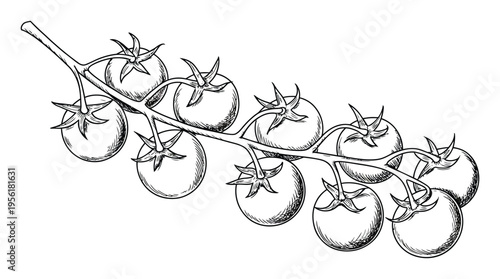 Hand-drawn of a vine with ripe tomatoes on a white background