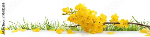 Yellow blossom and green grass on white background