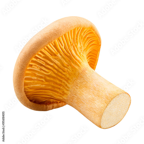 One chanterelle mushrooms isolated on transparent background