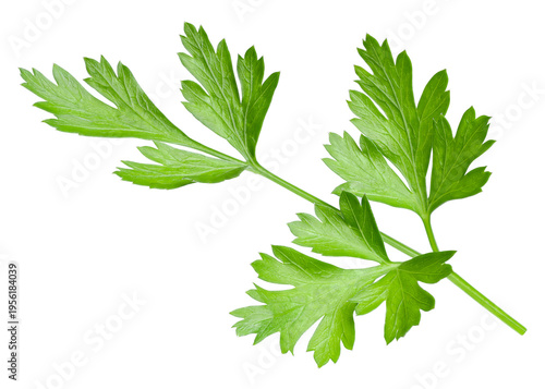 Fresh parsley leaves isolated on transparent background