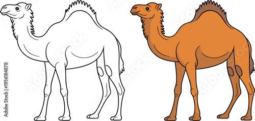 Camel animal illustration outline and colored version desert wildlife mammal comparison vector illustration set