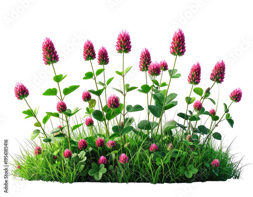 Lush cluster of red clover flowers in green grass