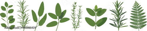 Herbs and green leaves collection with rosemary basil sage and natural foliage botanical vector illustration set