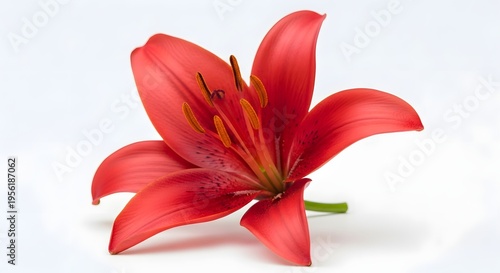 A vibrant red lily flower with six petals and a green stem on a white background