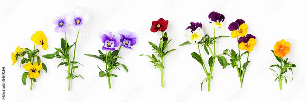 Obraz premium Fresh pansy flowers isolated on white background. Minimalist composition of colorful viola plants with stems and leaves
